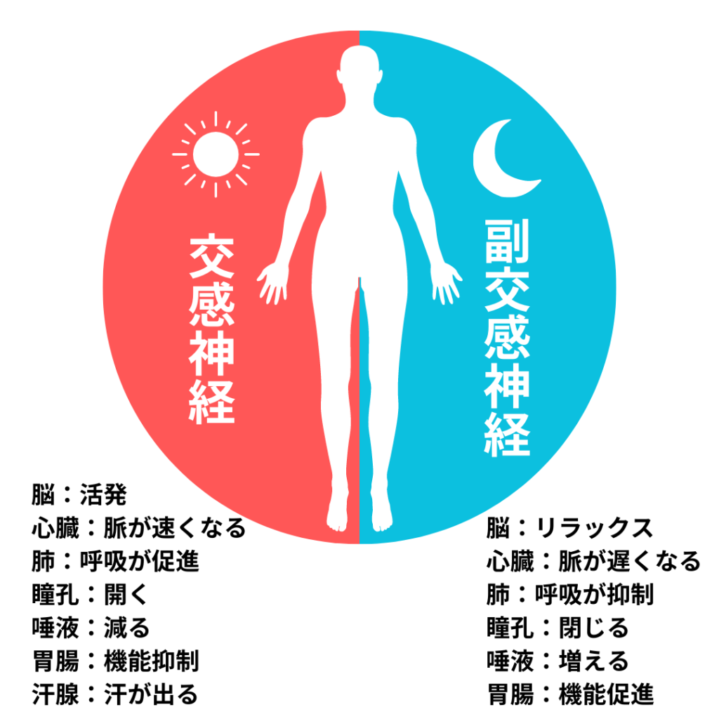 自律神経の説明